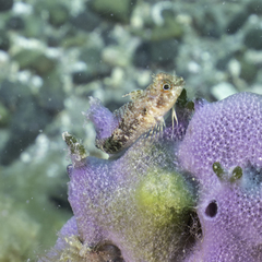 Helcogrammoides cunninghami