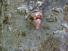Orthalicidae