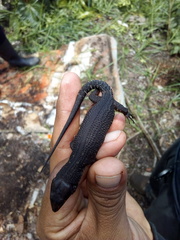 Lepidophyma tuxtlae