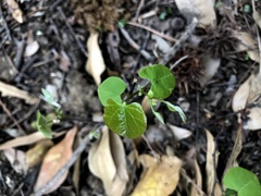 Cercis canadensis canadensis