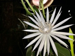 Image of Epiphyllum hookeri