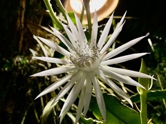 Epiphyllum hookeri