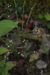 Galium paniculatum