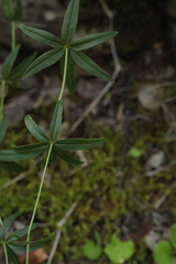 Galium paniculatum