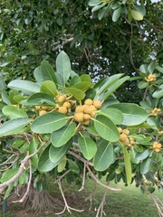 Ficus natalensis