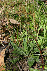 Plantago varia