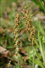 Plantago varia
