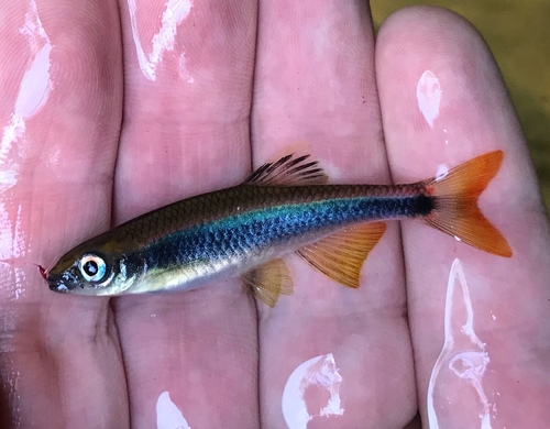 Sailfin shiner (Pteronotropis hypselopterus) — Cyprinidae — 2