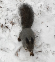 Sciurus vulgaris