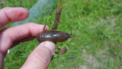 Fallicambarus houstonensis