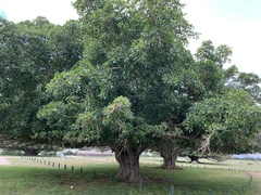 Ficus natalensis