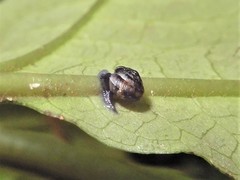 Punctidae