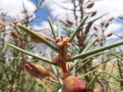 Hakea recurva recurva