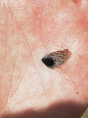 Hakea recurva recurva