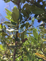 Rhamnus alaternus