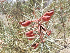 Hakea recurva recurva