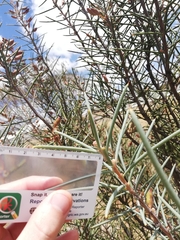 Hakea recurva recurva