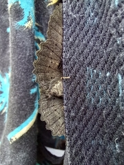 Melanodes anthracitaria