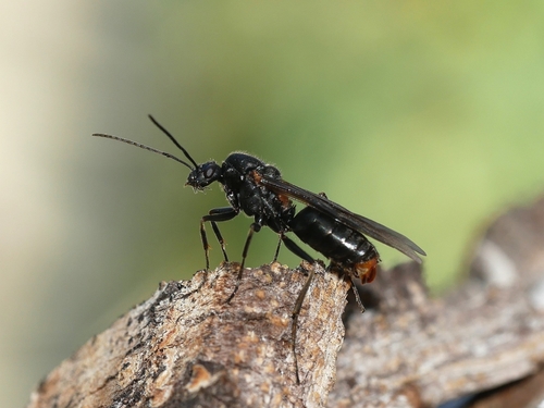 Western Thatching Ant photo 6