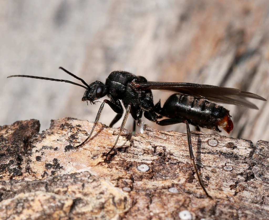 Western Thatching Ant