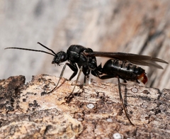 Western Thatching Ant
