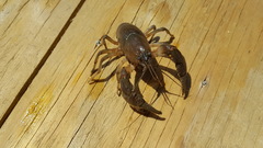 Fallicambarus houstonensis
