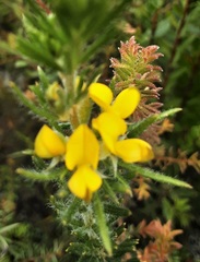 Phyllota squarrosa