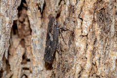 Eurymeloides adspersa