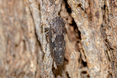 Eurymeloides adspersa