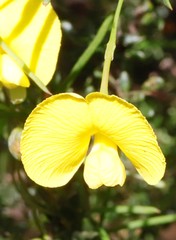 Gompholobium polymorphum