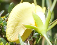 Gompholobium polymorphum
