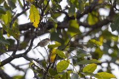 Cisticola rufus