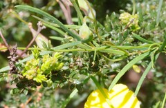 Gompholobium polymorphum