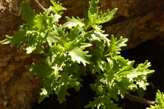 Ceratostigma plumbaginoides