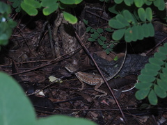 Sitana marudhamneydhal