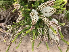 Melaleuca huegelii
