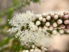 Melaleuca huegelii