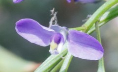 Comesperma ciliatum