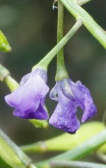 Comesperma ciliatum