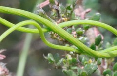 Comesperma ciliatum