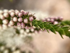 Melaleuca huegelii