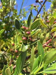 Rhamnus alaternus