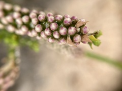Melaleuca huegelii