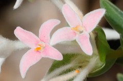 Pimelea preissii