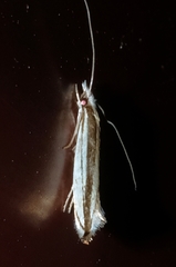 Erechthias stilbella