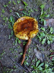 Pholiota jahnii