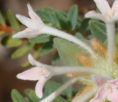 Pimelea preissii