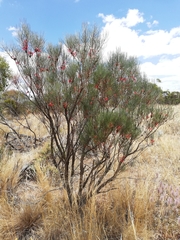 Melaleuca gilesii
