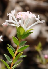 Pimelea preissii