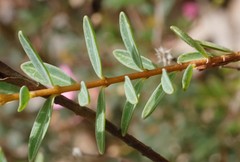Pimelea preissii